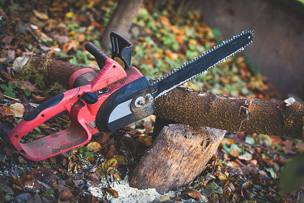 How Our Tree Care Process Works  in  Agua Fria, NM